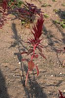Flora-Fuchsschwanz-20060814-18.jpg