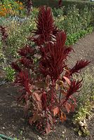 Flora-Fuchsschwanz-20080907-26.jpg
