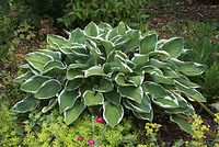 Flora-Funkie-Hosta-20080626-36.jpg