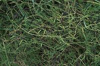 Flora-Futterwicke-20090719-22.jpg