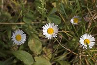 Flora-Gaensebluemchen-20050621-10.jpg