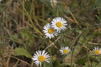 Flora-Gaensebluemchen-20050621-13.jpg