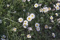 Flora-Gaensebluemchen-20070422-87.jpg