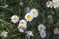 Flora-Gaensebluemchen-20070422-89.jpg