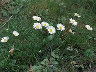 Flora-Gaensebluemchen-20090510-54.jpg