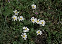 Flora-Gaensebluemchen-20090531-54.jpg