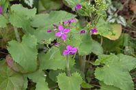 Flora-Garten-Silberblatt-20140405-105.jpg