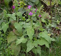 Flora-Garten-Silberblatt-20140405-106.jpg