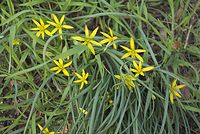 Dateiname=Flora-Gelbstern-20070401-09.jpg
Dateigröße=252KB
Abmessungen: 720x484
hinzugefügt am: 11. September 2014 Flora-Gelbstern-20070401-09.jpg