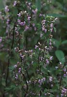 Flora-Gemeiner-Hohlzahn-20090629-12.jpg