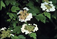 Flora-Gemeiner-Schneeball-199905-18.jpg