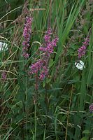 Flora-Gewoehnlicher-Blutweiderich-20090719-28.jpg