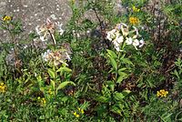 Flora-Gewoehnliches-Seifenkraut-20070721-39.jpg