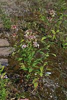 Flora-Gewoehnliches-Seifenkraut-20070721-42.jpg