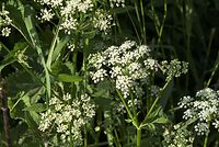Flora-Giersch-20080604-98.jpg