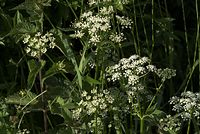 Flora-Giersch-20080604-99.jpg