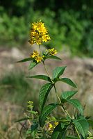 Flora-Gilbweiderich-20070715-26.jpg