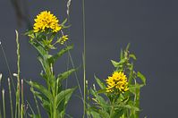 Flora-Gilbweiderich-20120623-512.jpg