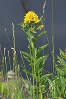 Flora-Gilbweiderich-20120623-513.jpg