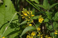 Flora-Gilbweiderich-20120715-239.jpg