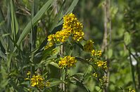 Flora-Gilbweiderich-20130706-106.jpg