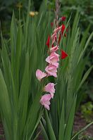 Flora-Gladiole-20110703-29.jpg