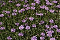 Flora-Glattblattaster-20090920-53.jpg