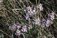 Flora-Glattblattaster-20090926-090.jpg