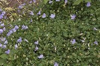 Flora-Glockenblume-20060821-37.jpg