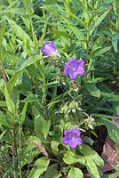 Flora-Glockenblume-20070626-203a.jpg