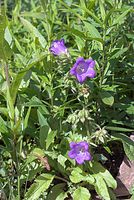 Flora-Glockenblume-20070626-303a.jpg