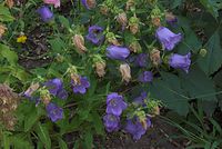 Flora-Glockenblume-20080626-45.jpg