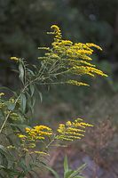 Dateiname=Flora-Goldrute-20050820-31.jpg
Dateigröße=168KB
Abmessungen: 480x720
hinzugefügt am: 11. September 2014 Flora-Goldrute-20050820-31.jpg