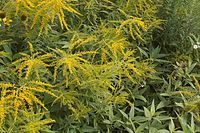 Flora-Goldrute-20060821-20.jpg