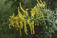 Flora-Goldrute-20100919-39.jpg