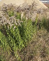 Flora-Goldrute-20111023-176.jpg