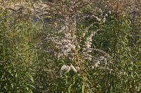 Flora-Goldrute-20111023-177.jpg