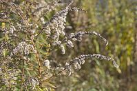 Flora-Goldrute-20111023-178.jpg