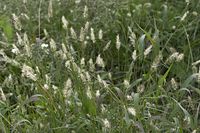 Dateiname=Flora-Gras-20100919-45.jpg
Dateigröße=201KB
Abmessungen: 720x480
hinzugefügt am: 11. September 2014 Flora-Gras-20100919-45.jpg