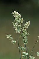 Dateiname=Flora-Gras-Knaeuelgras-20100613-015.jpg
Dateigröße=120KB
Abmessungen: 481x720
hinzugefügt am: 11. September 2014 Flora-Gras-Knaeuelgras-20100613-015.jpg