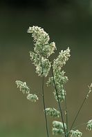 Flora-Gras-Knaeuelgras-20100613-015.jpg