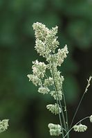 Dateiname=Flora-Gras-Knaeuelgras-20100613-016.jpg
Dateigröße=137KB
Abmessungen: 481x720
hinzugefügt am: 11. September 2014 Flora-Gras-Knaeuelgras-20100613-016.jpg