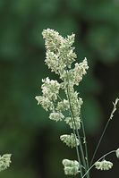 Flora-Gras-Knaeuelgras-20100613-016.jpg