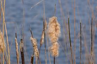 Flora-Gras-Schilf-2140304-186.jpg