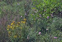 Dateiname=Flora-Grasnelke-20070626-096a.jpg
Dateigröße=366KB
Abmessungen: 720x484
hinzugefügt am: 11. September 2014 Flora-Grasnelke-20070626-096a.jpg