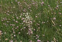 Dateiname=Flora-Grasnelke-20070626-233a.jpg
Dateigröße=318KB
Abmessungen: 720x484
hinzugefügt am: 11. September 2014 Flora-Grasnelke-20070626-233a.jpg