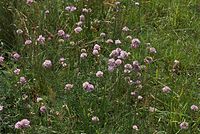 Dateiname=Flora-Grasnelke-20070626-235a.jpg
Dateigröße=303KB
Abmessungen: 720x484
hinzugefügt am: 11. September 2014 Flora-Grasnelke-20070626-235a.jpg