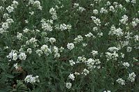 Flora-Grau-Kresse-20090627-13.jpg