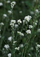 Dateiname=Flora-Grau-Kresse-20090629-16.jpg
Dateigröße=138KB
Abmessungen: 502x720
hinzugefügt am: 11. September 2014 Flora-Grau-Kresse-20090629-16.jpg