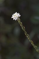 Dateiname=Flora-Graukresse-20050820-12.jpg
Dateigröße=74KB
Abmessungen: 480x720
hinzugefügt am: 11. September 2014 Flora-Graukresse-20050820-12.jpg